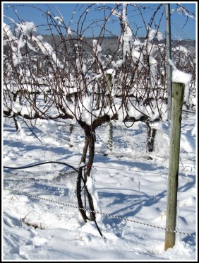 Virginia_Snow_Grapevines