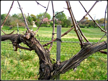 Virginia_Cabernet_Sauvignon_Vines