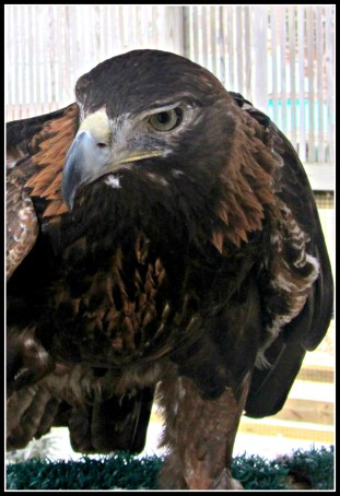 Junior Golden Eagle