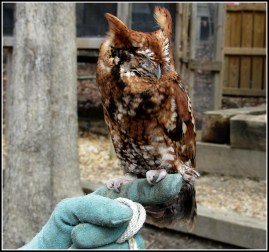 Wildlife Center of VA 035-1